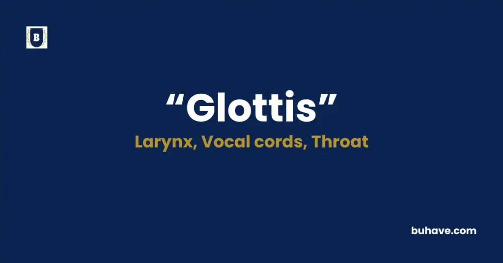 Glottis - Meaning, Definition, Synonyms, and Antonyms