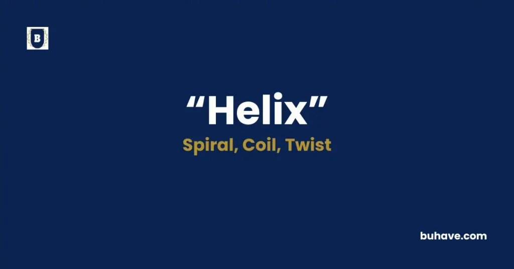 Helix - Meaning, Definition, Synonyms, and Antonyms