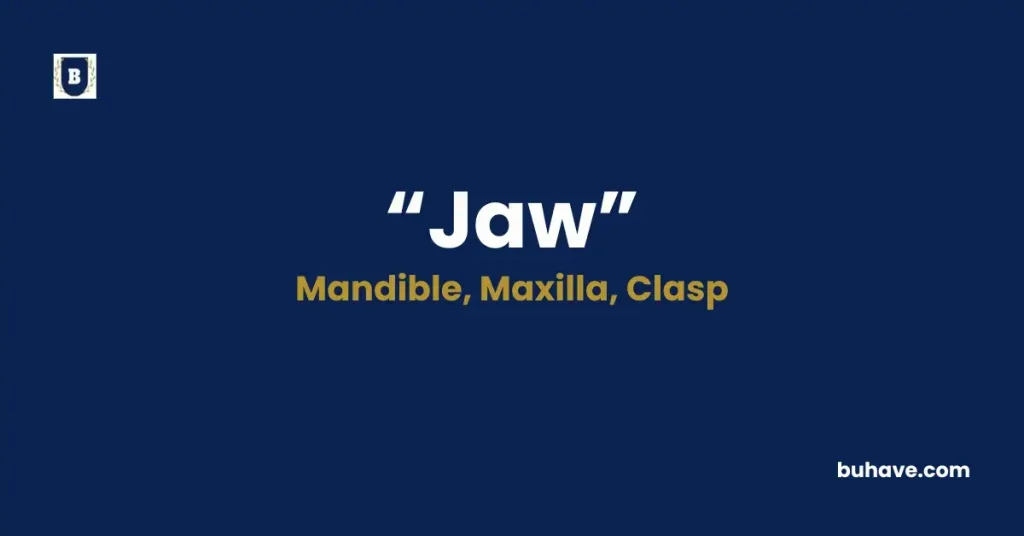 Jaw - Meaning, Definition, Synonyms and Antonyms