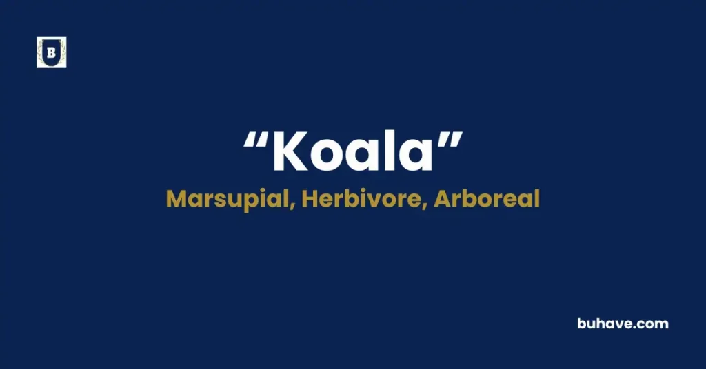 Koala - Meaning, Definition, Synonyms and Antonyms