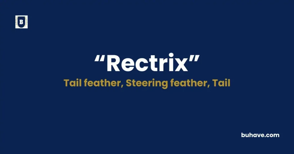 Rectrix - Meaning, Definition, Synonyms and Antonyms