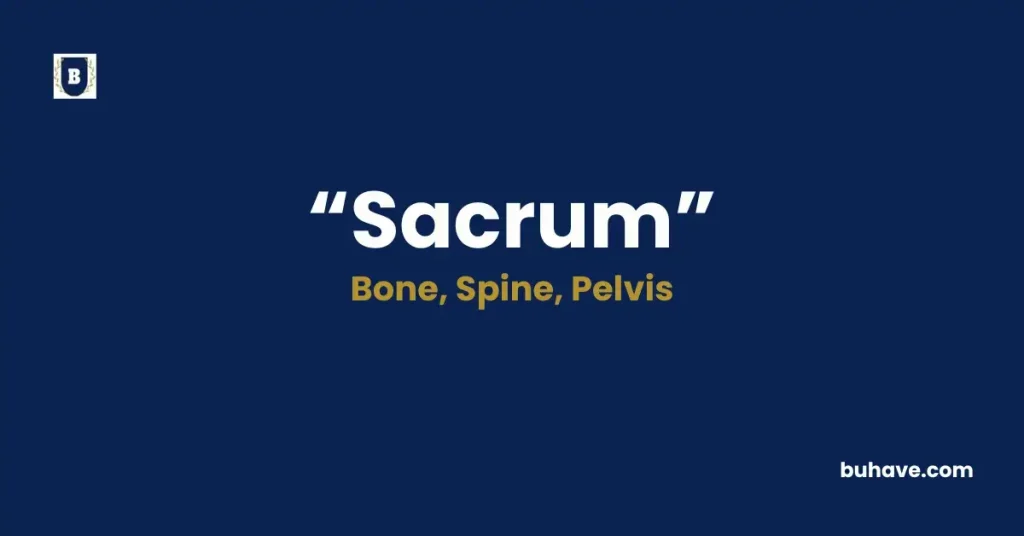 Sacrum - Meaning, Definition, Synonyms and Antonyms
