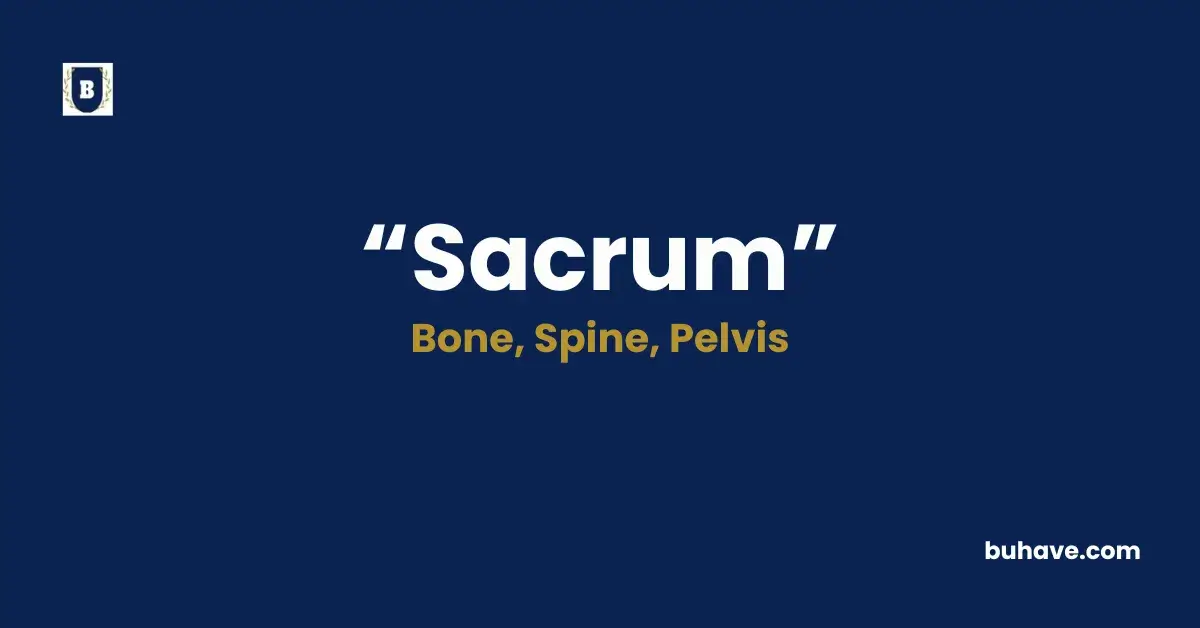 Sacrum - Meaning, Definition, Synonyms and Antonyms