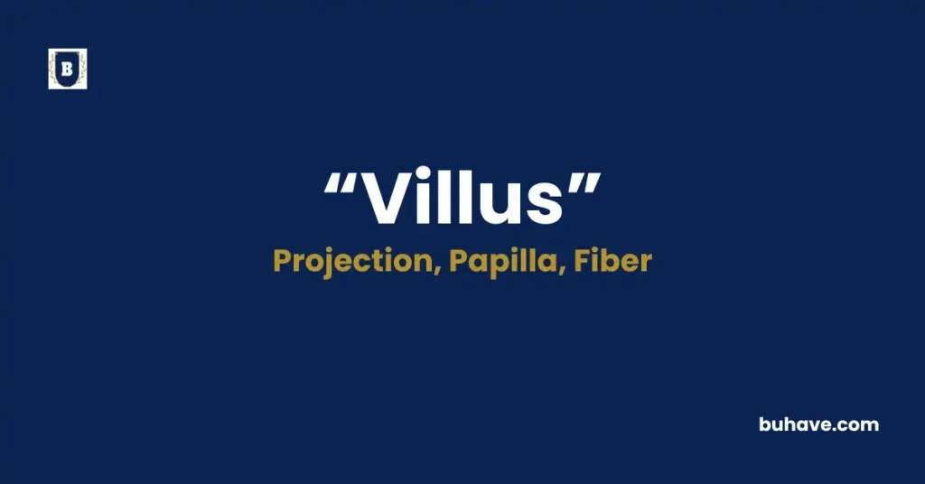 Villus - Meaning, Definition, Synonyms and Antonyms