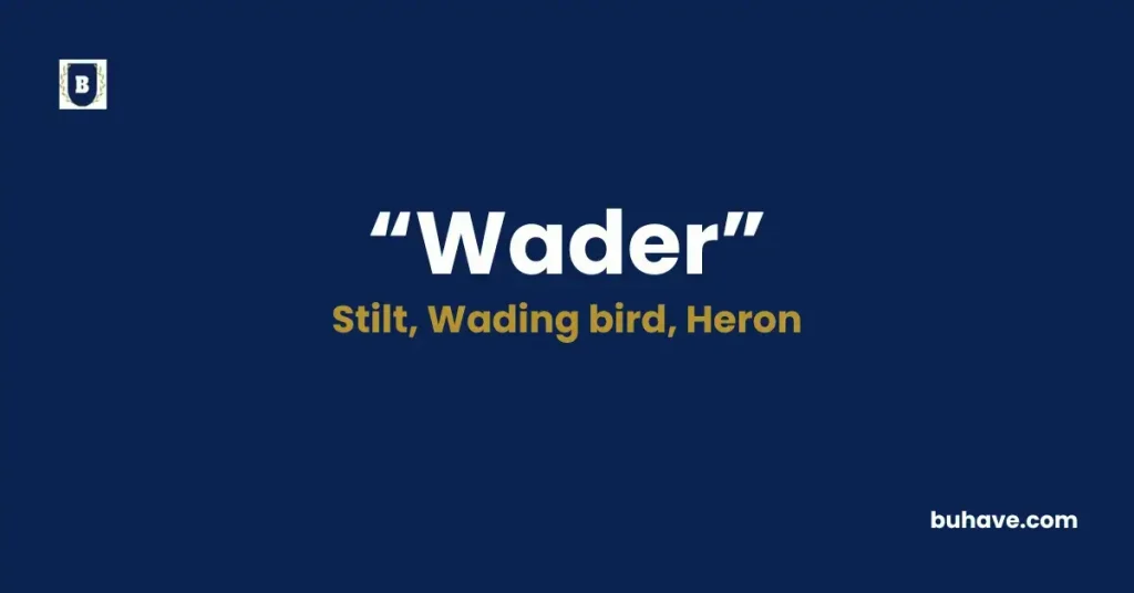 Wader - Meaning, Definition, Synonyms and Antonyms
