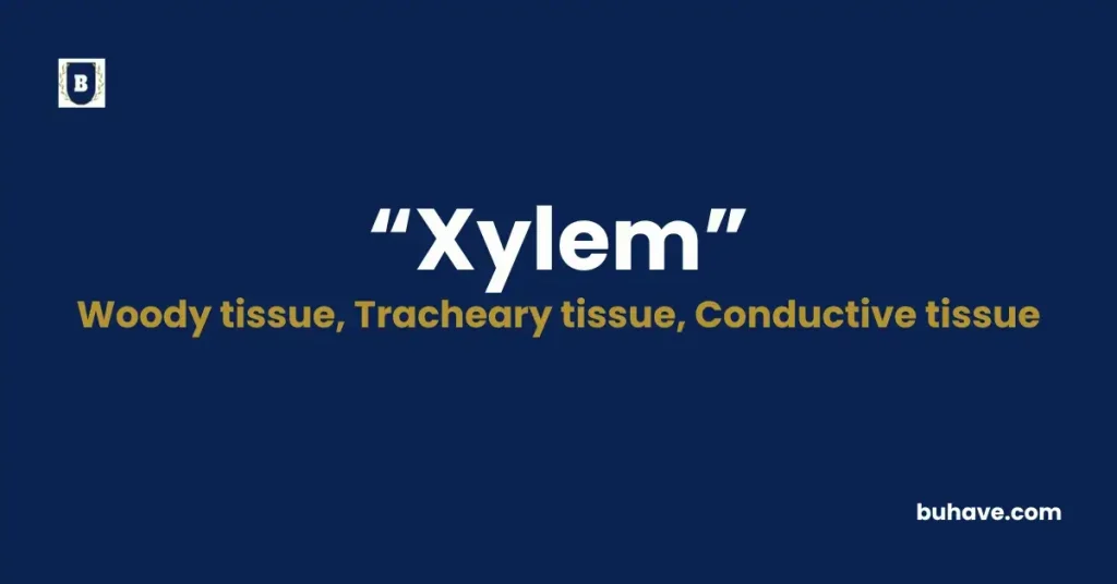 Xylem - Meaning, Definition, Synonyms and Antonyms