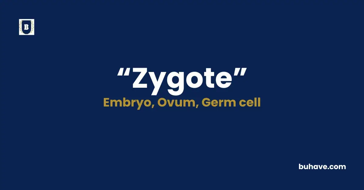 Zygote - Meaning, Definition, Synonyms and Antonyms