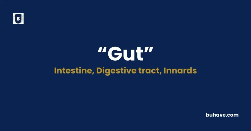 Gut - Meaning, Definition, Synonyms and Antonyms