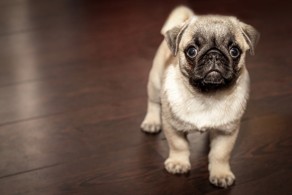 Puppies-for-sale