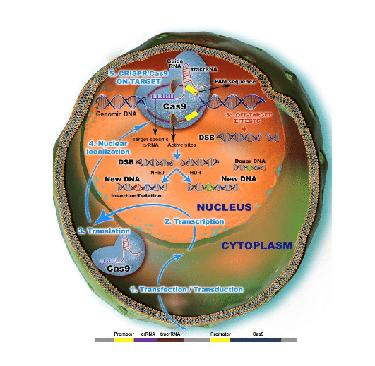 CRISPR Cas9 Mechanism