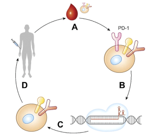 CRISPR Cas9 therapeutic tool