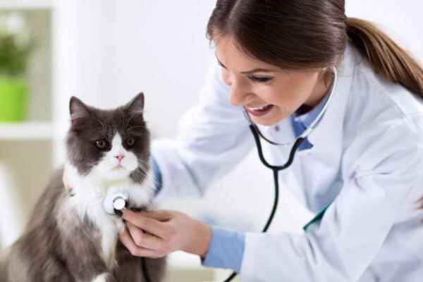 types of veterinarians