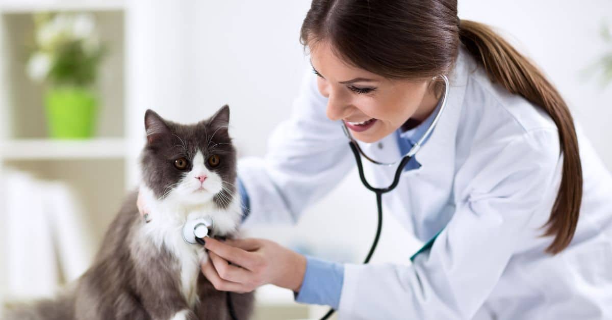 types of veterinarians