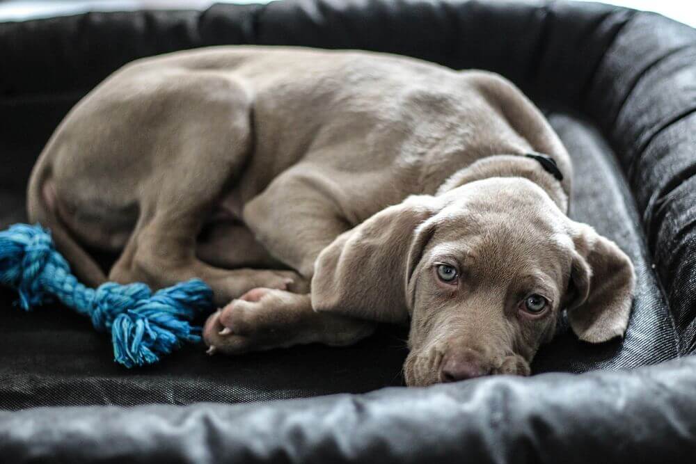 Basket Dog Bed