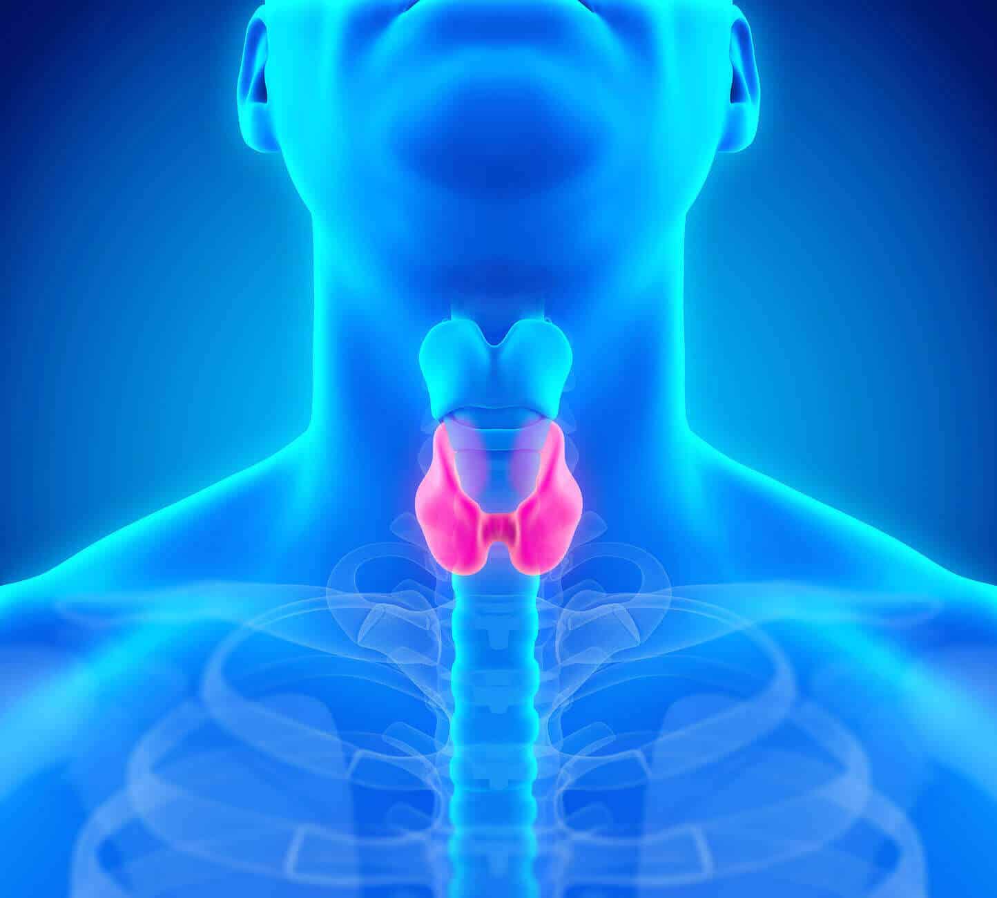 thyroid medication