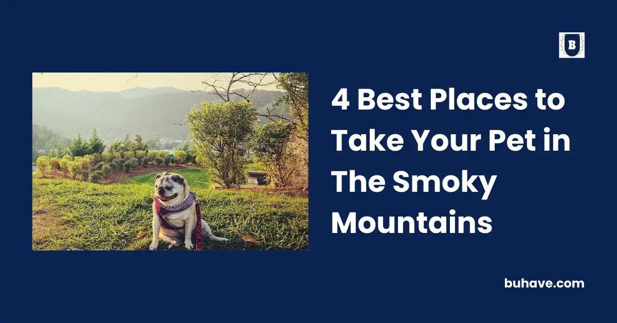 4 Best Places to Take Your Pet in The Smoky Mountains