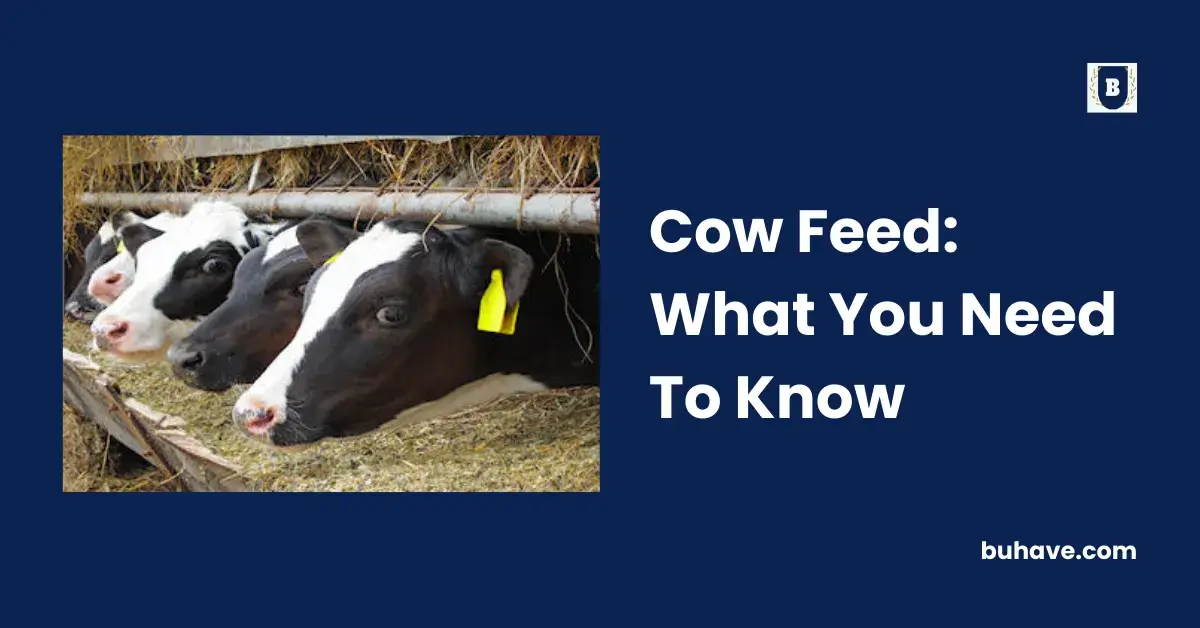 Cow Feed_ What You Need To Know