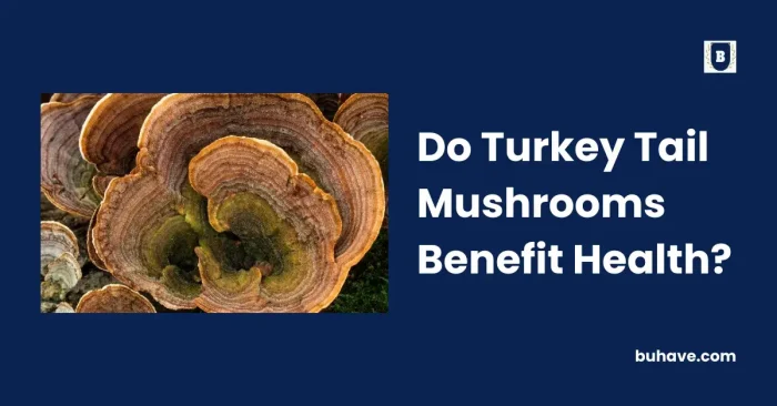 Do Turkey Tail Mushrooms Benefit Health