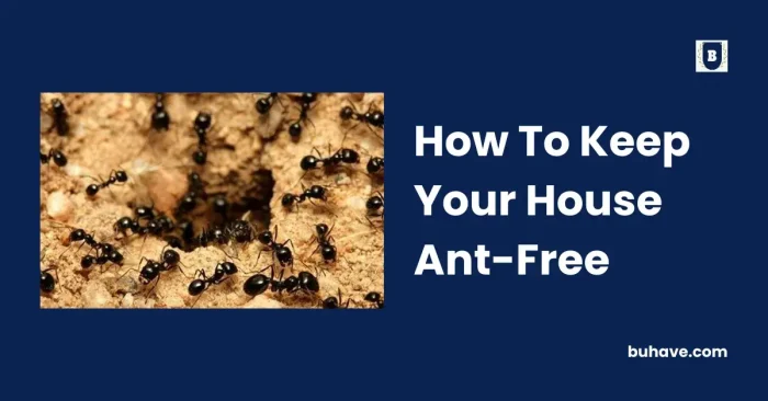 How To Keep Your House Ant-Free