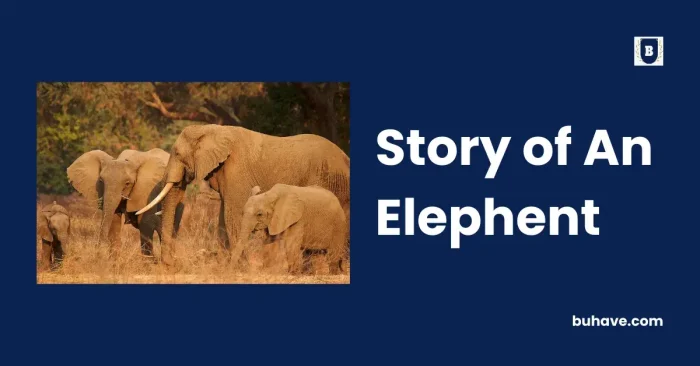 Story of An Elephent