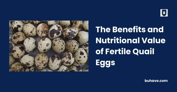 The Benefits and Nutritional Value of Fertile Quail Eggs